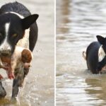 Touching story! The dog that was swept away by the water was lucky to be saved and adopted by a brave dog