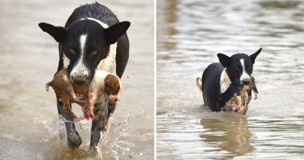 Touching story! The dog that was swept away by the water was lucky to be saved and adopted by a brave dog