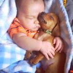 Lovely Friendship: The Story of the Adopted Dog and the Baby Mesmerizes the Internet Community.r