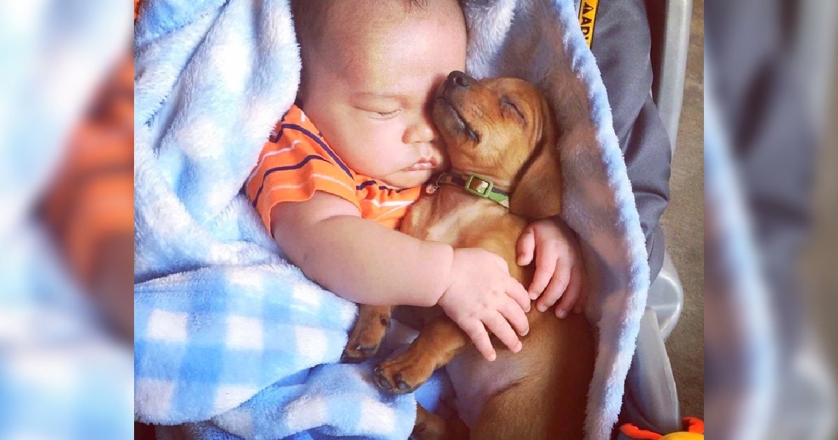 Lovely Friendship: The Story of the Adopted Dog and the Baby Mesmerizes the Internet Community.r