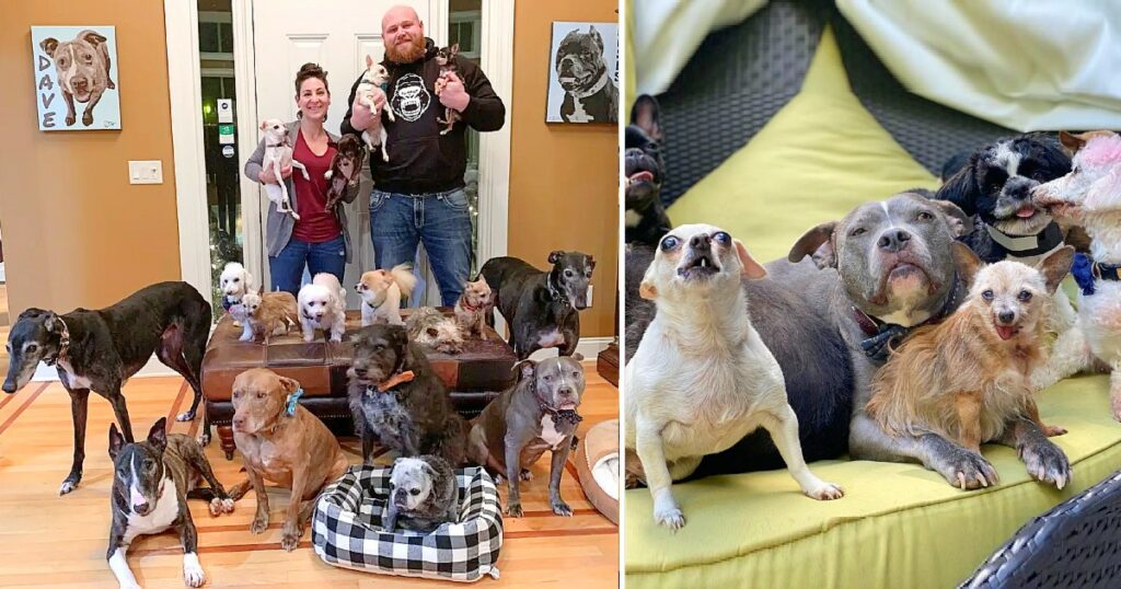 Couple Rescued All the Unwanted Senior Dogs from The Animal Shelters