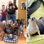 Couple Rescued All the Unwanted Senior Dogs from The Animal Shelters