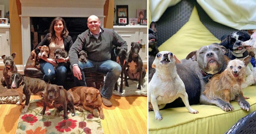 Couple Rescued All the Unwanted Senior Dogs from The Animal Shelters.