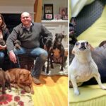 Couple Rescued All the Unwanted Senior Dogs from The Animal Shelters.