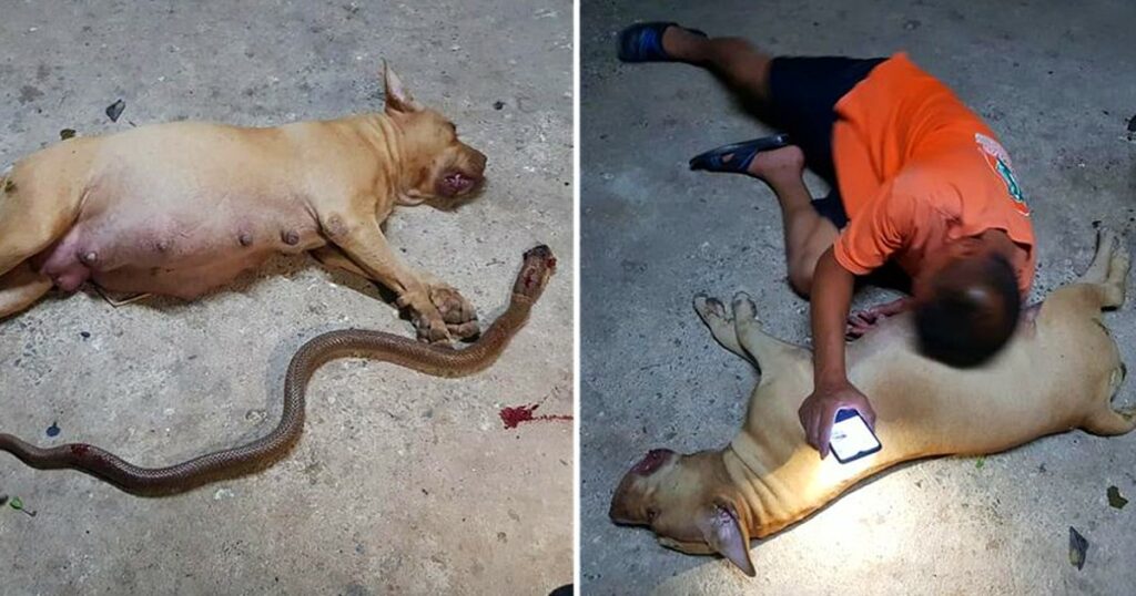 Pregnant pit-bull makes the farthest sacrifice, choosing to protect her owner’s daughter by putting her ‘children’ at risk, a selfless act of maternal instinct.