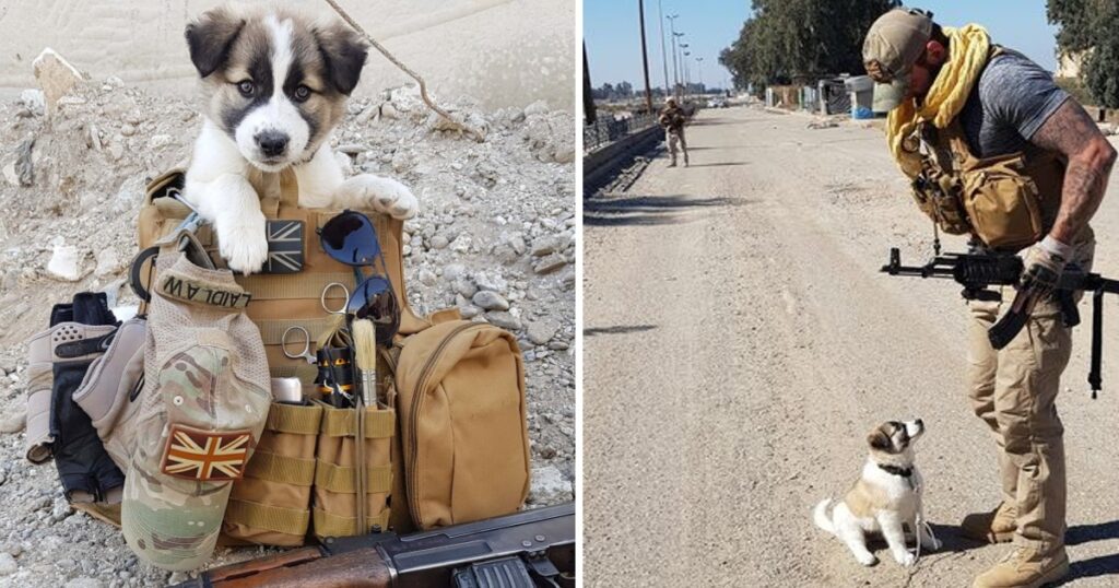 The Soldier Saves A Puppy From The Rubble And It’s Always In His Backpack