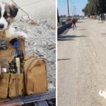 The Soldier Saves A Puppy From The Rubble And It’s Always In His Backpack