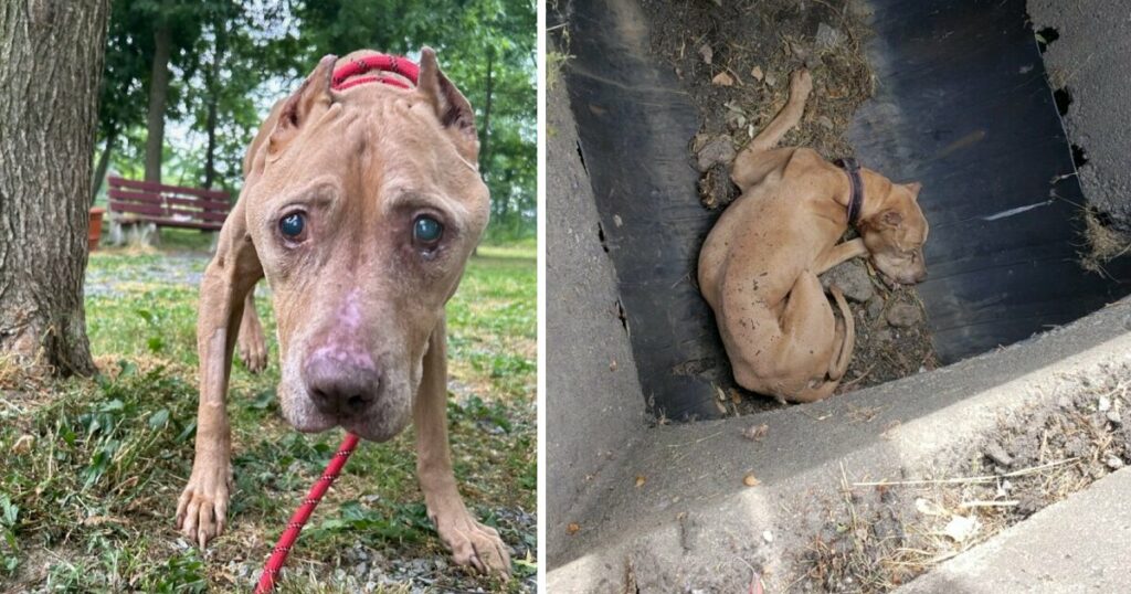 Elderly Canine Emerges from Storm Drain Trauma, Eager for a Loving Permanent Home