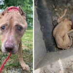 Elderly Canine Emerges from Storm Drain Trauma, Eager for a Loving Permanent Home