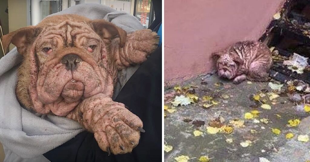 Abandoned Bulldog Forced To Live In The Streets With Severe Mange