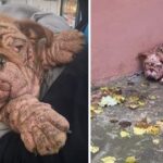 Abandoned Bulldog Forced To Live In The Streets With Severe Mange