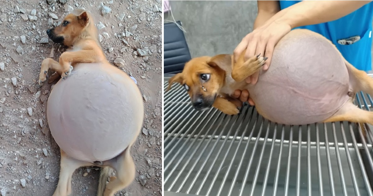The Poor Puppy Lay in Pain With His Belly Bulging as if It Was About to Explode, Helpless Crying