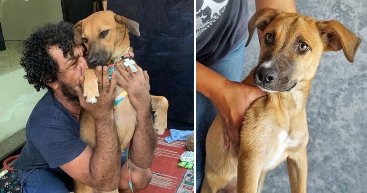 Emotional Reunion: Owner Cries Tears of Joy at Sight of Lost Dog Found on Street !