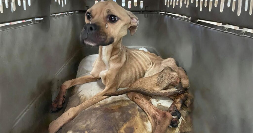 She was neglected for a long time without food so she only skins and bones and unable to stand