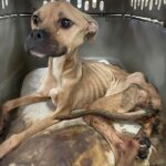 She was neglected for a long time without food so she only skins and bones and unable to stand