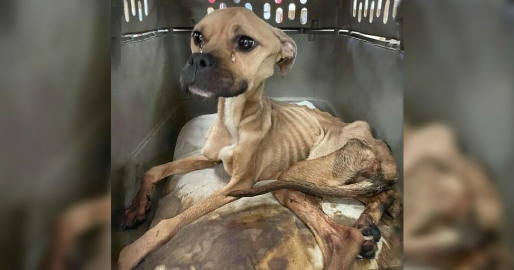 The abandoned dog was famished, yet his delicate skeleton endured until he was found and given a forever home.