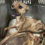 The abandoned dog was famished, yet his delicate skeleton endured until he was found and given a forever home.