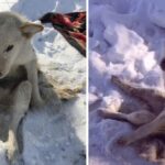 Tears Of A Parasite-infested Dog Lying In The Cold Snow For Days