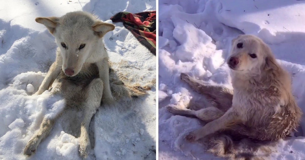 Tears Of A Parasite-infested Dog Lying In The Cold Snow For Days
