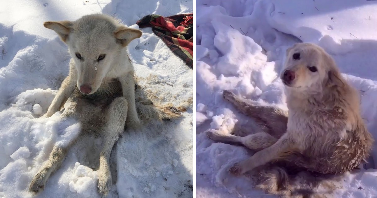 A Dog Infested With Parasite Lying On Frigid Snow, Weeps From Its Ordeal Of Pain