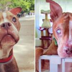 The Blind Pit Bull Regains Sight And Sees His Beloved Adoptive Parents For The First Time