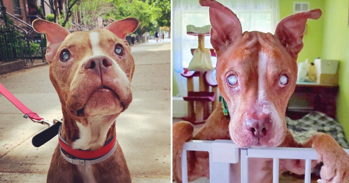 The Blind Pit Bull Regains Sight And Sees His Beloved Adoptive Parents For The First Time