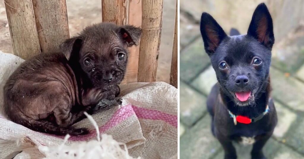 Dumped In A Bag For Days, The Puppy Trembled In Fear And Hunger, You Can’t Believe What He Become