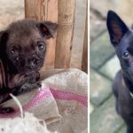 Dumped In A Bag For Days, The Puppy Trembled In Fear And Hunger, You Can’t Believe What He Become