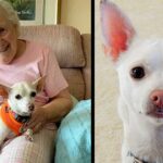 100-year-old woman finds ‘perfect match’ in 11-year-old senior chihuahua