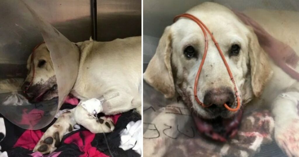 Heroic dog bitten by rattlesnake while saving owner’s life