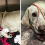 Heroic dog bitten by rattlesnake while saving owner’s life