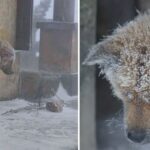 Heartbreaking, Homeless Dog Forced To Brave The Cold Outdoors In The Snow