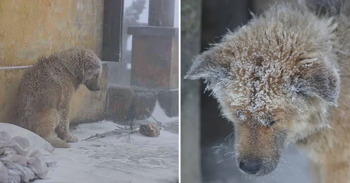 Heartbreaking, Homeless Dog Forced To Brave The Cold Outdoors In The Snow