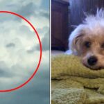 Hours After The Loving Dog Died, A Gri.eving Woman Sees His Face In The Clouds!