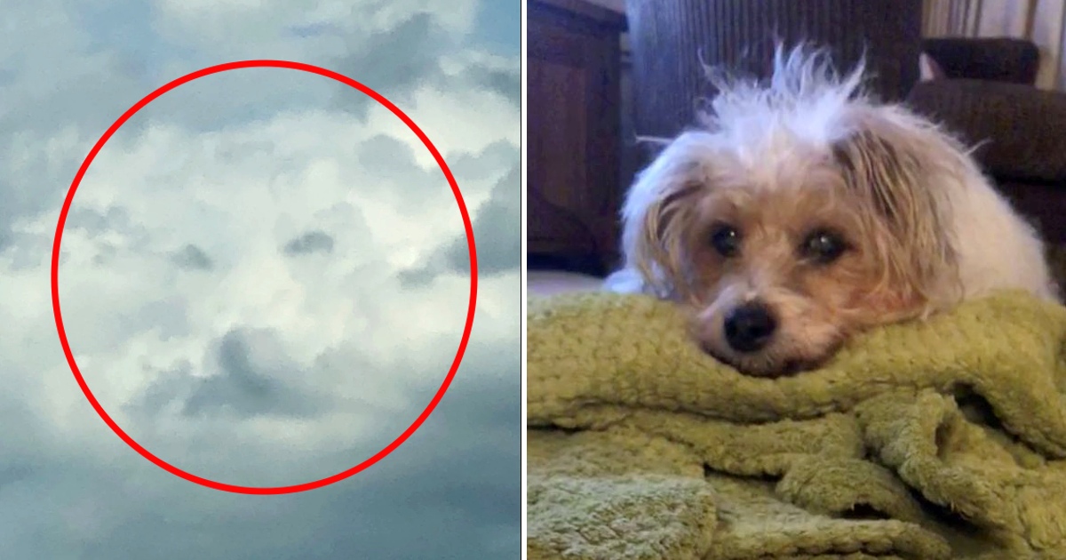 Hours After The Loving Dog Died, A Gri.eving Woman Sees His Face In The Clouds!