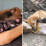 Dog Found In a Building About To Pass Out After Giving Birth