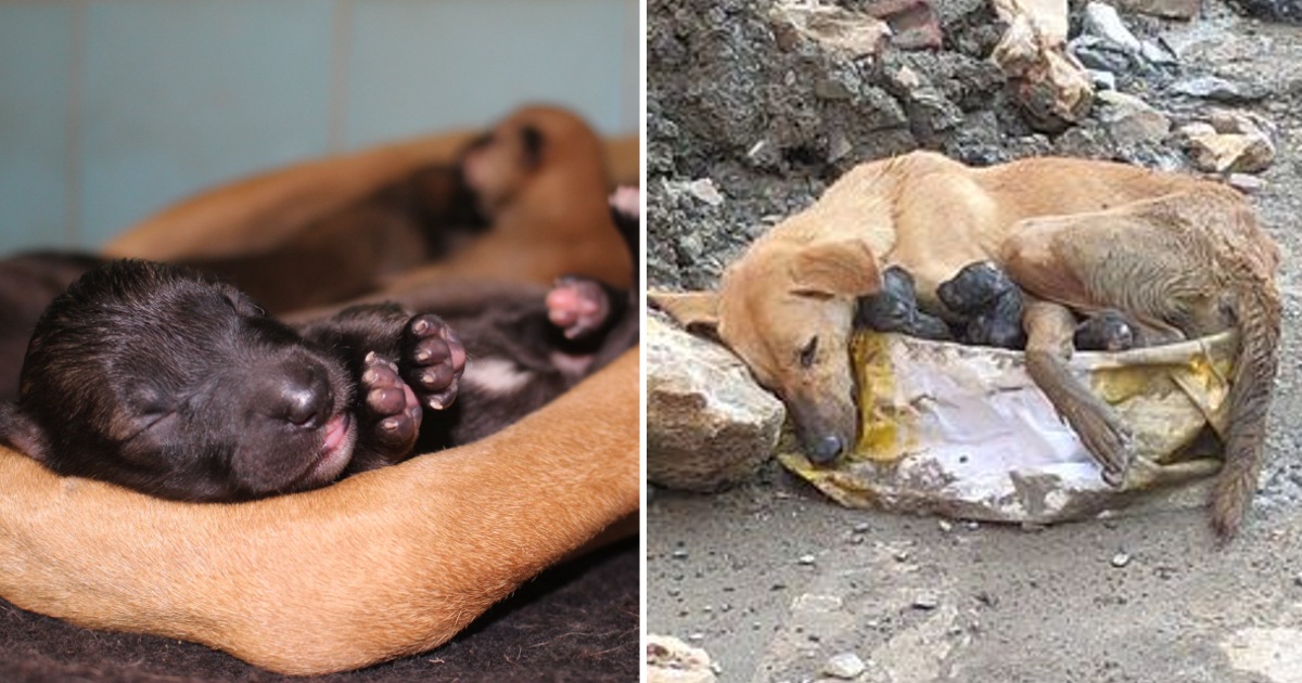 Dog Found In a Building About To Pass Out After Giving Birth