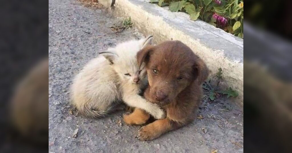 Touched when they are abandoned but they still try to stay together and wait for the miracle to come !