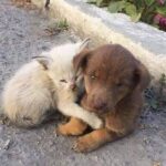 Touched when they are abandoned but they still try to stay together and wait for the miracle to come !