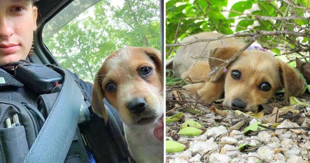 After Saving Her Life, A Police Officer Adopts An Abandoned Injured Puppy