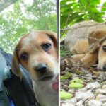 After Saving Her Life, A Police Officer Adopts An Abandoned Injured Puppy