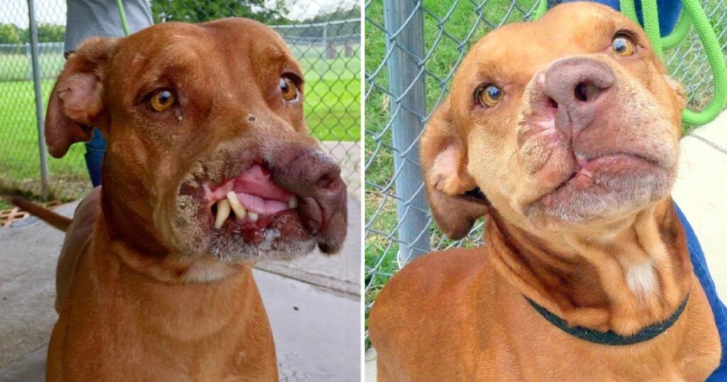 The poor dog lost part of his face and was abandoned by his owner, but luck came to him, making his life seem to turn a new page better than ever.