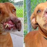 The poor dog lost part of his face and was abandoned by his owner, but luck came to him, making his life seem to turn a new page better than ever.