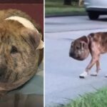 Homeless Dog With Head The Size Of Pumpkins Is Barely Recognizable Today