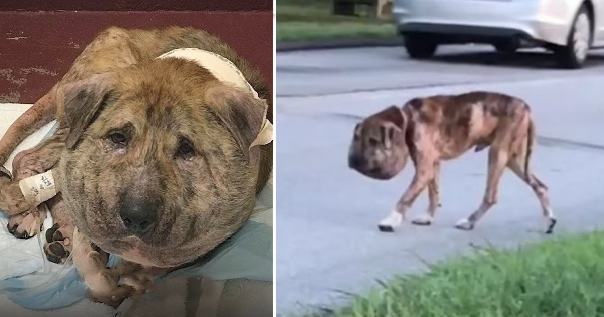 Homeless Dog With Head The Size Of Pumpkins Is Barely Recognizable Today