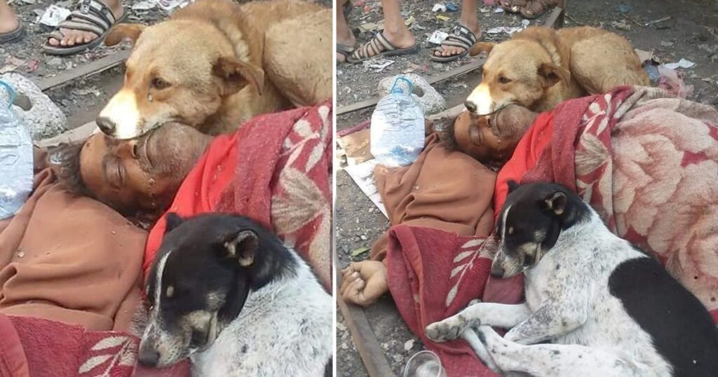 A Touching Story of Two Dogs Who Stayed by the Side of a Homeless Man to Protect Him when he dіed