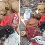 A Touching Story of Two Dogs Who Stayed by the Side of a Homeless Man to Protect Him when he dіed