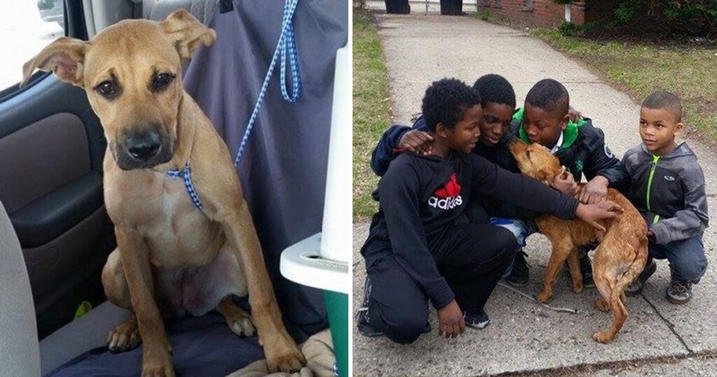 A Hungry Dog Tied Up with Bungee Cords is Saved by Four Heroic Children