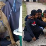 A Hungry Dog Tied Up with Bungee Cords is Saved by Four Heroic Children