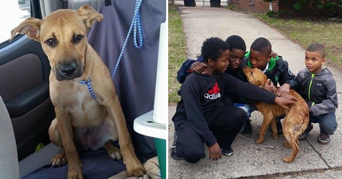 A Hungry Dog Tied Up with Bungee Cords is Saved by Four Heroic Children